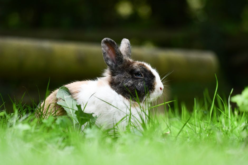 A close-up of a rabbit resting in vibrant green grass, capturing its serene nature.