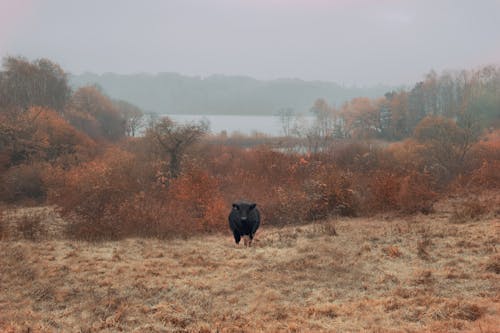 Cow near Forest in Autumn