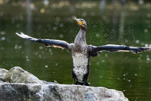 Fotobanka s bezplatnými fotkami na tému fotografie zvierat žijúcich vo voľnej prírode, mokrý, morský vták