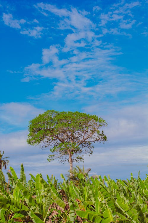 Lonely Tree on a Meadow 