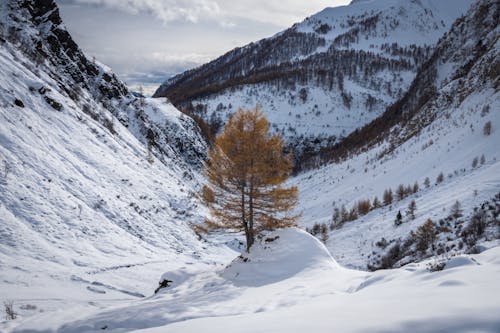 Δωρεάν στοκ φωτογραφιών με βουνά, δέντρο, κρύο