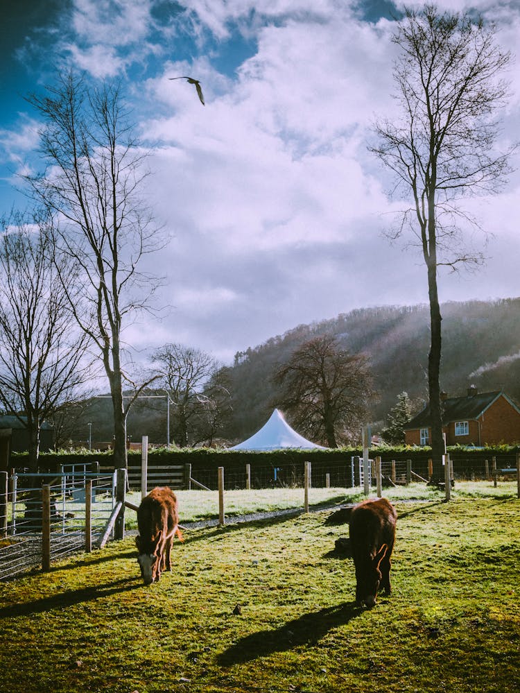 Soaring Bird Over Two Donkeys