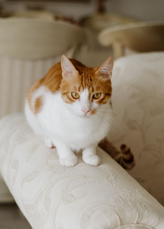 A white and orange cat sitting on a couch · Free Stock Photo