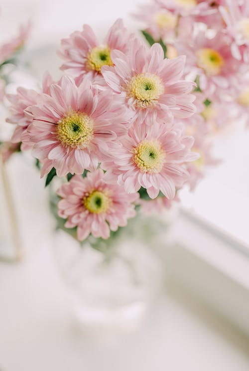 Bouquet of Pink Gerberas in a Glass Vase on the Window