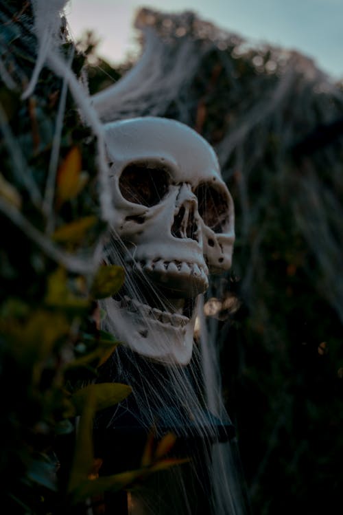Close-up of a Halloween Skull Decoration 