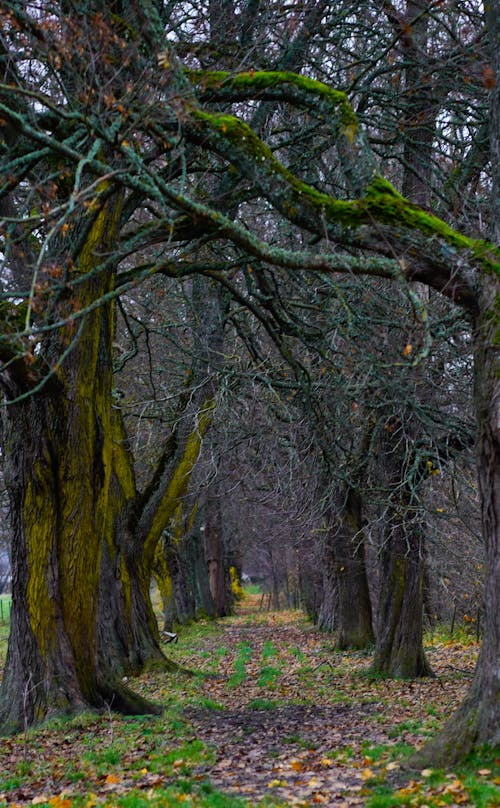 Foto profissional grátis de alameda, árvores, cenário