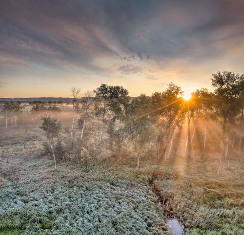 Kostnadsfri bild av äng, björkar, dimma