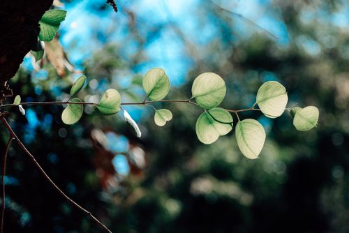 Free A vibrant green branch with fresh leaves against a blurred blue sky, showcasing nature's beauty. Stock Photo