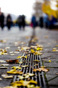 Close-up of fallen autumn leaves on city sidewalk with people in background.