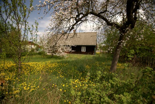 Flowery Yard of an Old Wooden Country House