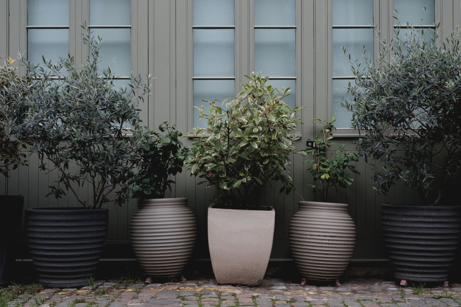 Five containers of evergreen foliage arranged along a shaded outdoor wall