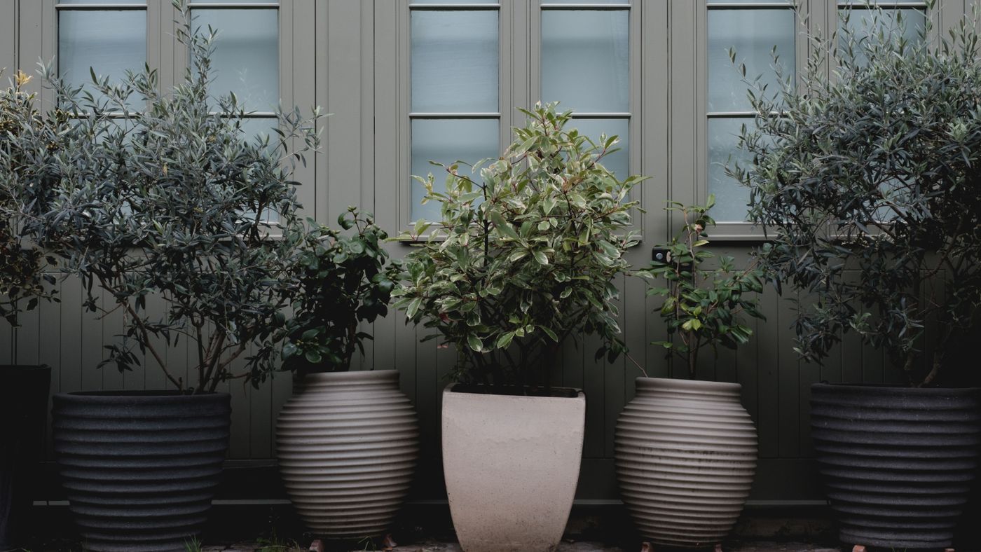 Container Gardening for Beginners: A Garden Anywhere