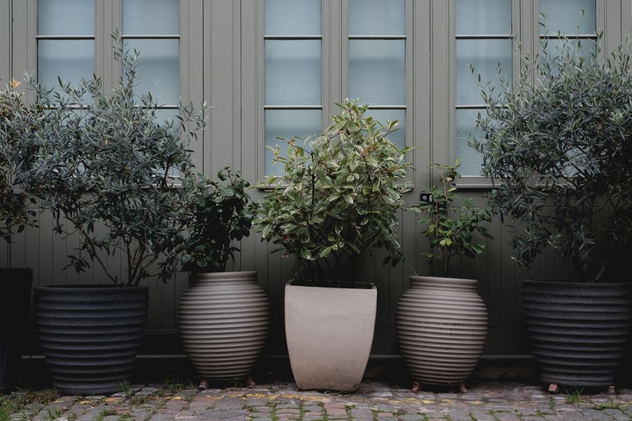 Imagen de Diseño de jardines con paleta de colores monocromática