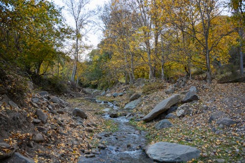 Trees and Rocks around Stream in Forest in Autumn