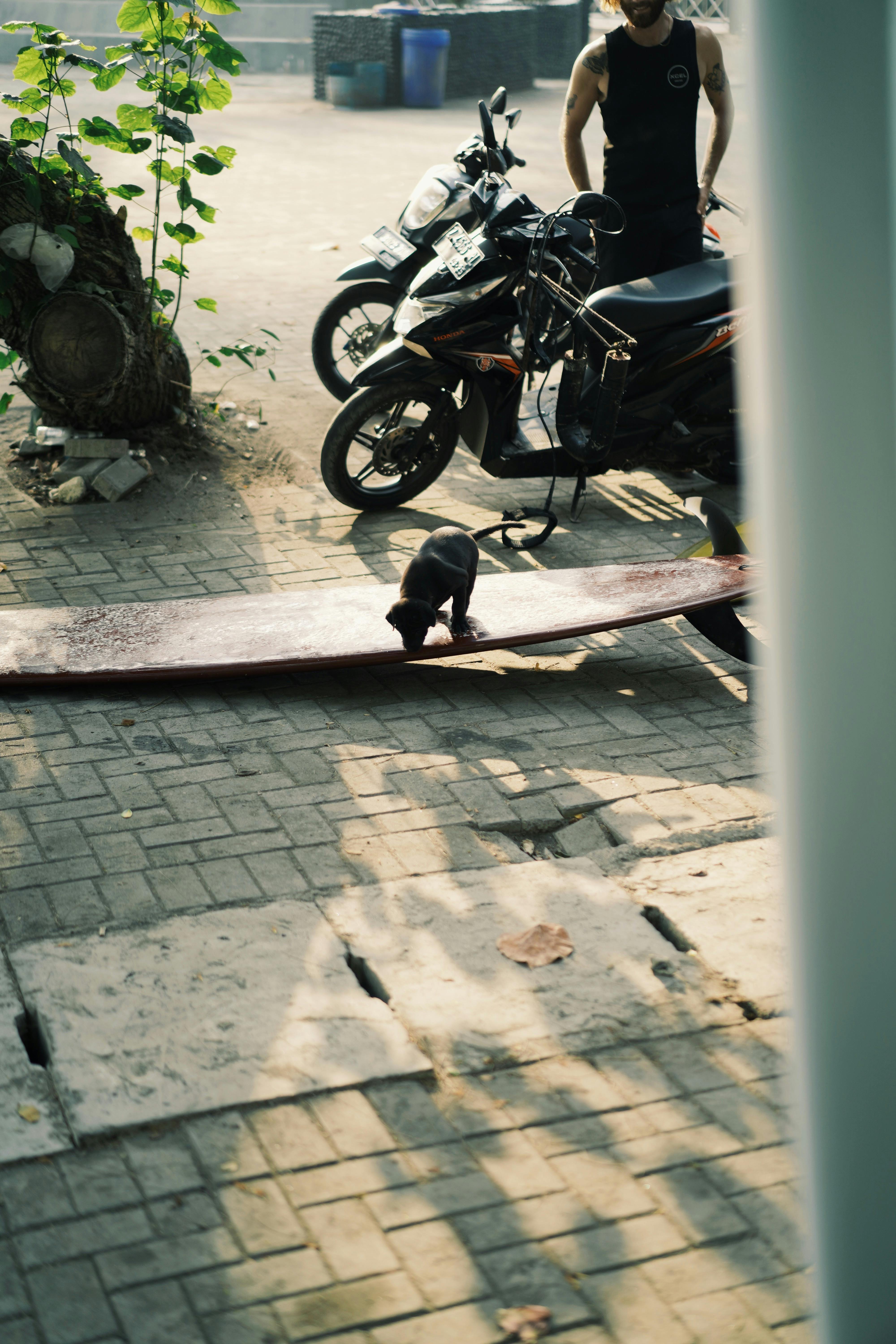 puppy on surfboard