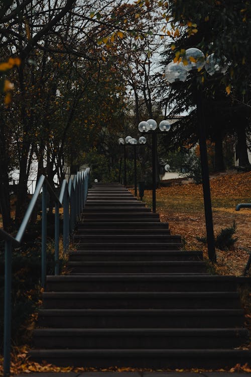 Imagine de stoc gratuită din arbori, cădere, fotografiere verticală