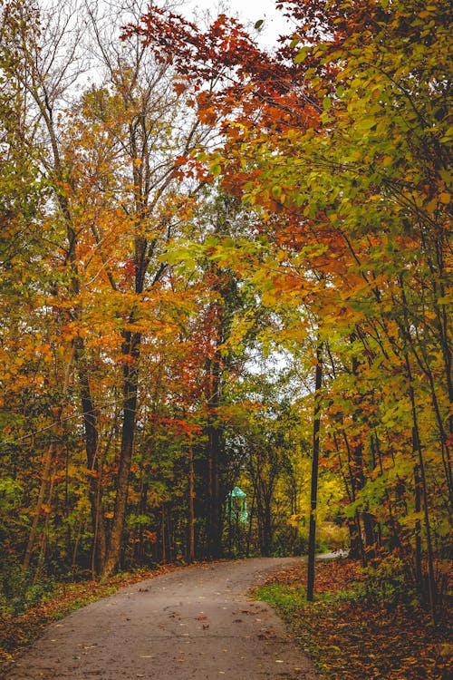 Road among Trees in Autumn