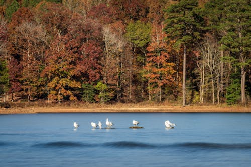 Gulls on Lake in Autumn