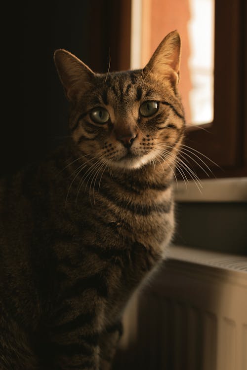 Close-up of a Tabby Cat 