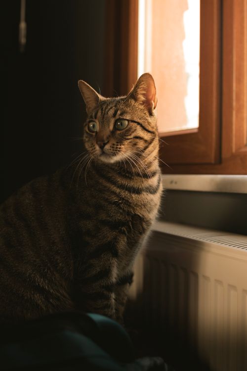 Free A curious tabby cat looks out the window, basking in warm sunlight indoors. Stock Photo