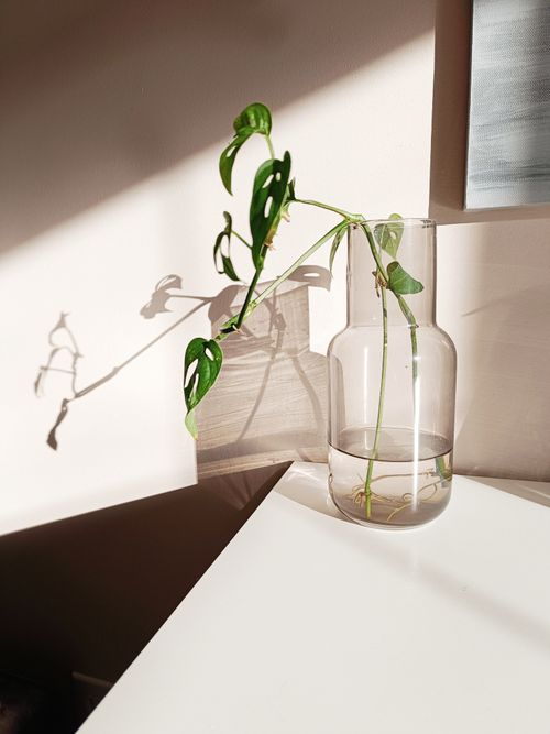 Free A minimalist arrangement of a leafy plant in a glass vase, casting artistic shadows on a sunlit wall. Stock Photo