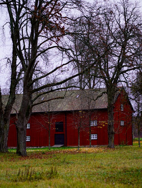 Leafless Trees in Front of a Red Barn