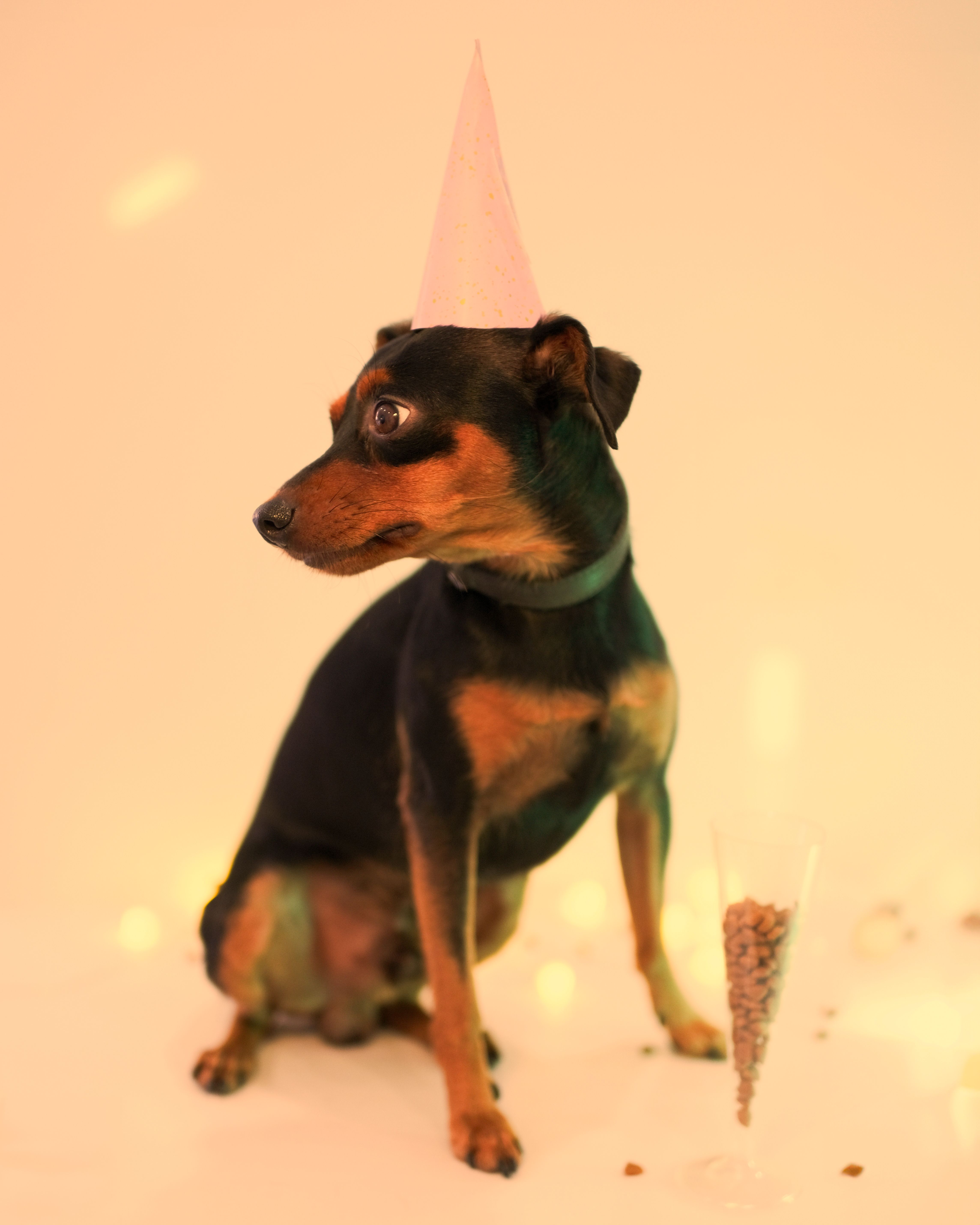 Dog in Party Hat · Free Stock Photo