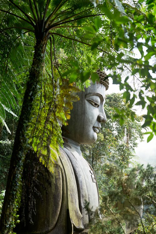 Ingyenes stockfotó ágak, Buddha, buddhista témában