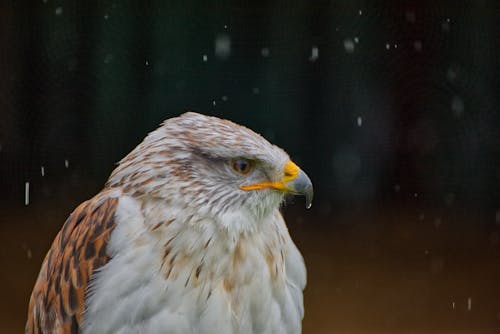 Close up of Eagle