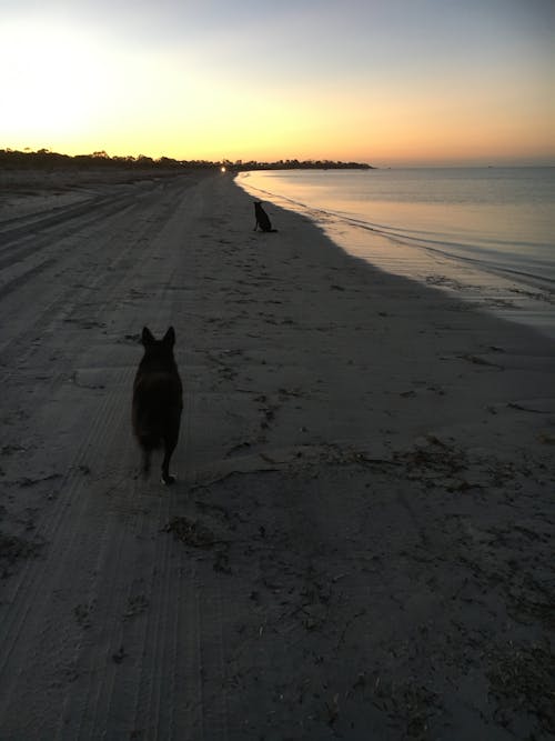 gün batımı, köpekler, plaj içeren Ücretsiz stok fotoğraf