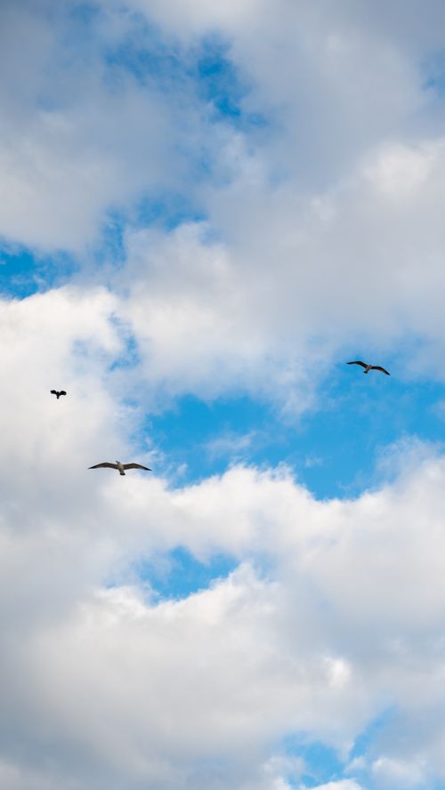 Free Seagulls flying gracefully against a backdrop of fluffy white clouds and vibrant blue sky. Stock Photo