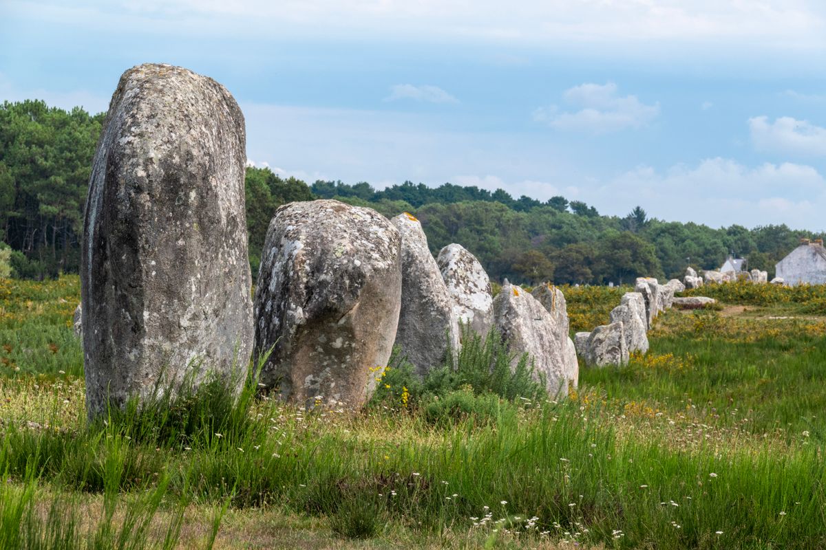 The aligned menhirs of Carnac in wildflower grass