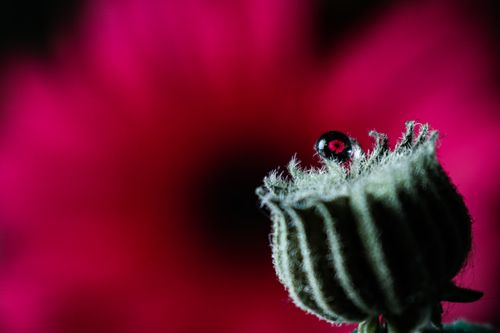 Free Macro shot of a ladybug on a plant bud with a vibrant pink background, evoking a summer feel. Stock Photo