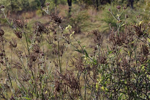 Foto d'estoc gratuïta de arbust, llavors, plantes