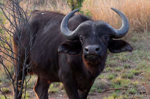Kostnadsfri bild av afrikansk buffel, buffel, däggdjur