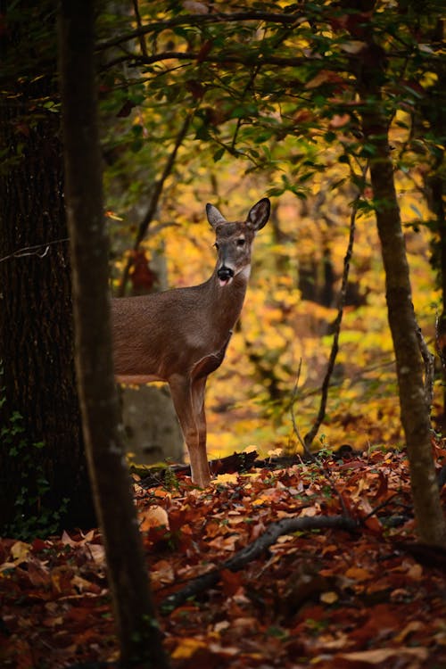 Deer in Forest in Autumn
