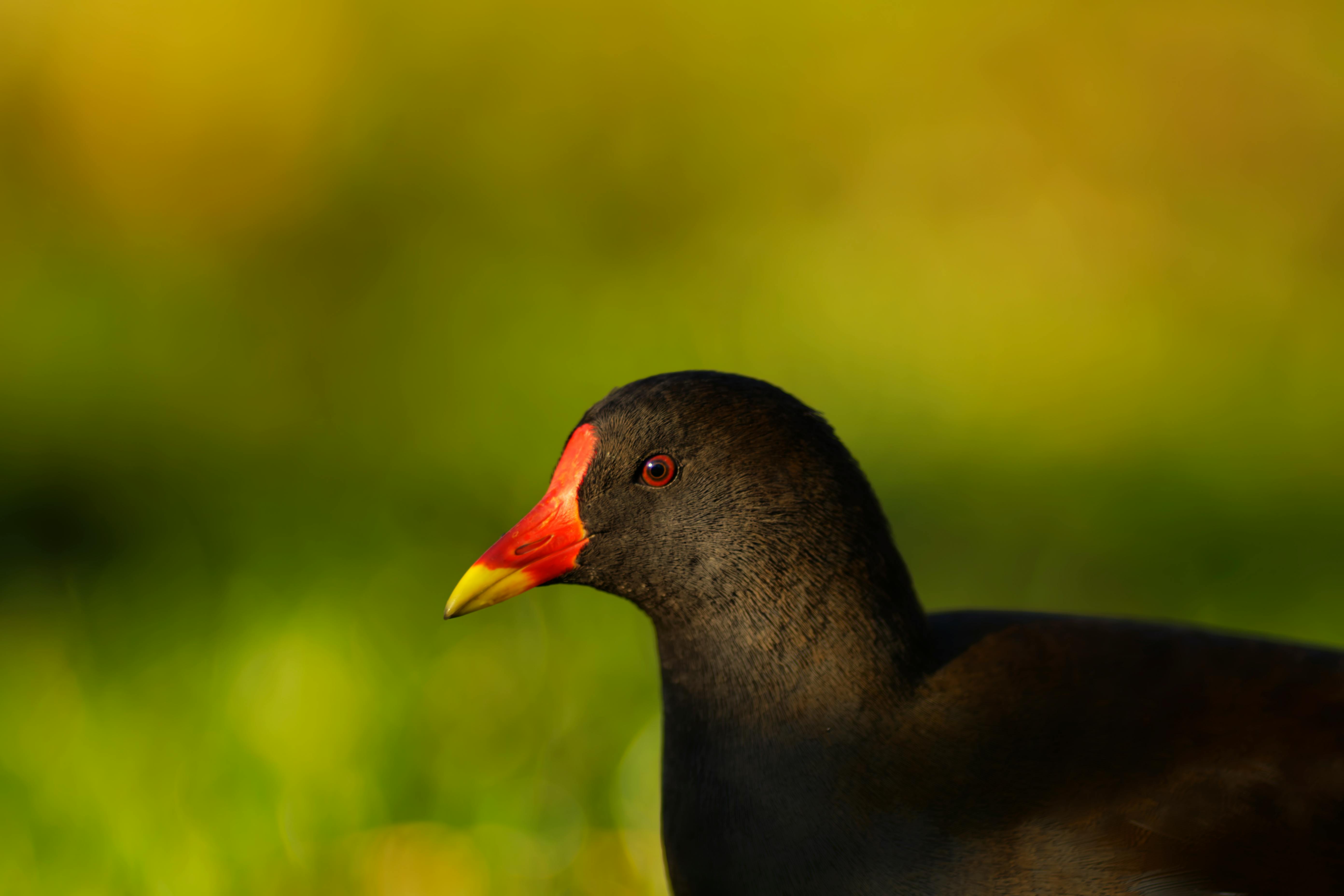 close up of common moorhen