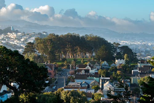 Gratis lagerfoto af kristtorn park, san francisco, træer