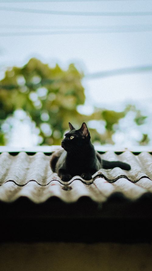 Free A black cat relaxing on a corrugated metal roof, surrounded by blurred green foliage. Stock Photo