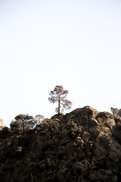 Free A solitary tree stands atop a rocky hill against a pale sky, exuding tranquility and strength. Stock Photo