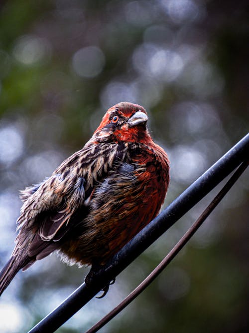 Kostnadsfri bild av djurfotografi, fågel, färgglada fjädrar