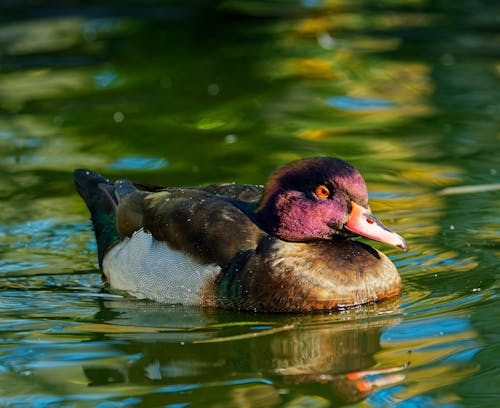 Duck Swimming in a Lake