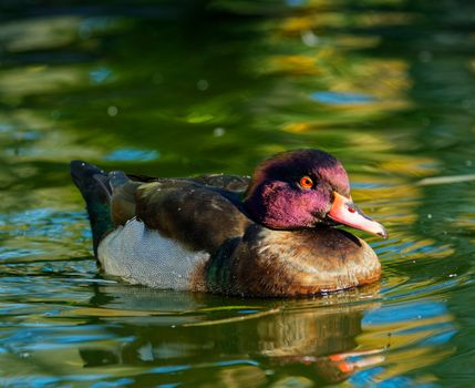 Duck Swimming in a Lake