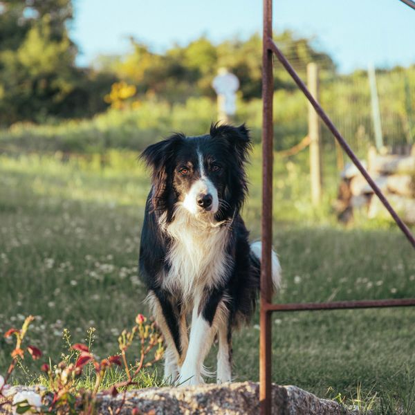 Border collie standing in a meadow at golden hour — photo by Joris Eschalier on Pexels