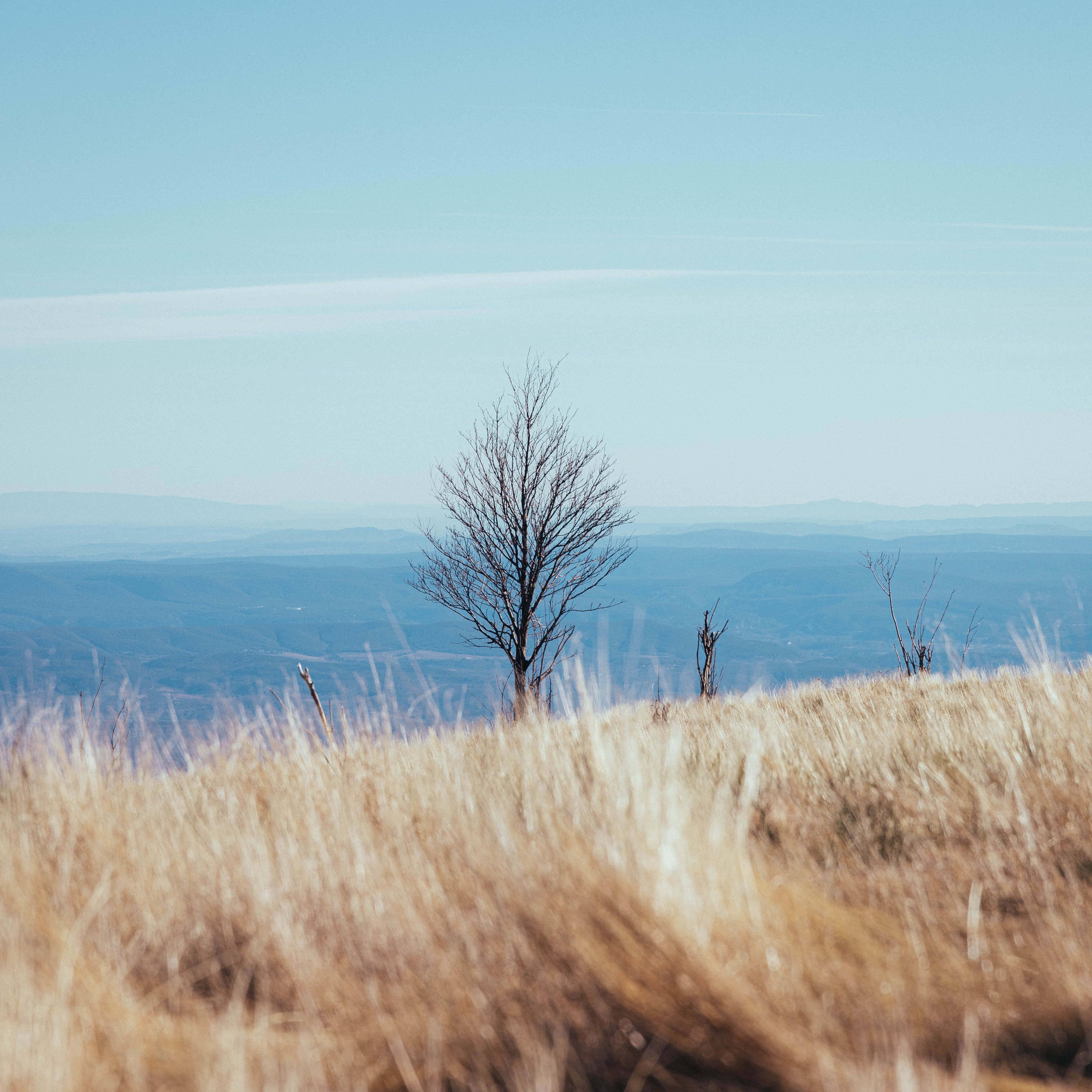 Green Leafed Tree · Free Stock Photo