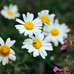 Chamomile flowers in a summer meadow — photo by Joris Eschalier on Pexels