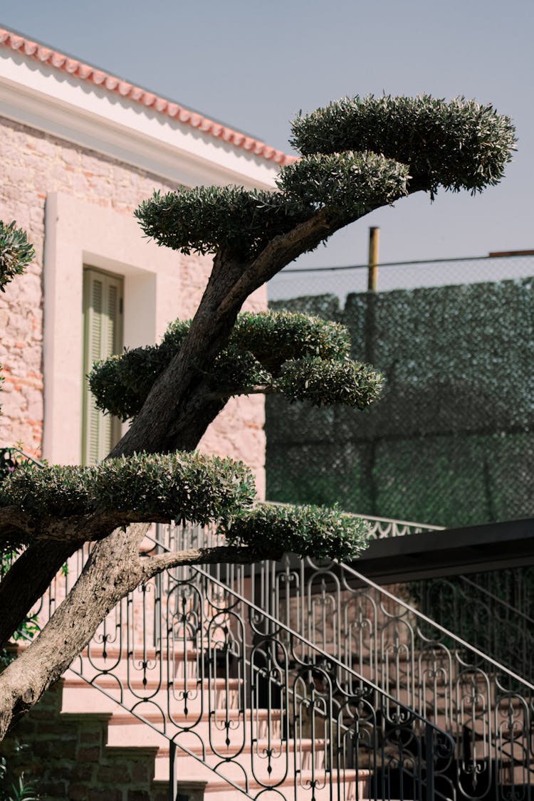 Trimmed Tree In Front Of A House 