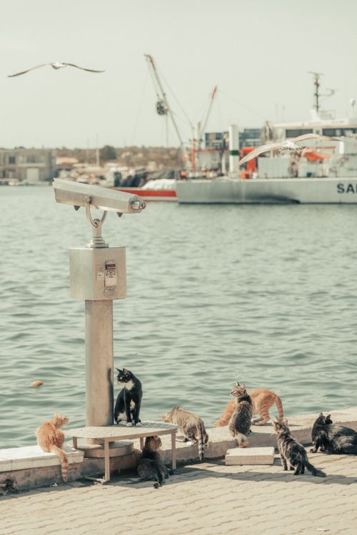 Free A group of cats lounging by a harbor with boats and a seagull in the background. Stock Photo