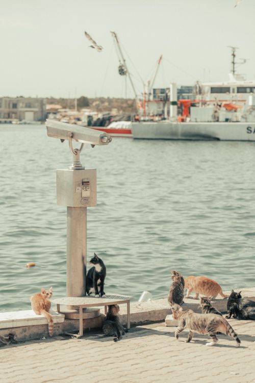 Free A group of cats lounging near a harbor with a telescope, under a clear sky. Stock Photo