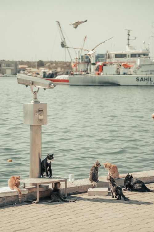 Free A group of stray cats relaxing by the waterfront with boats and cranes in the background, Turkey. Stock Photo
